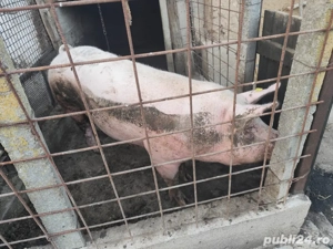 Porc de vanzare  - imagine 2 Porc de vanzare  - imagine 2