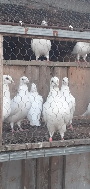 Porumbei Albi - imagine 2