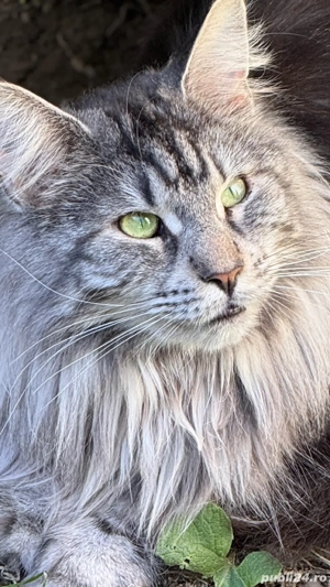 Maine Coon