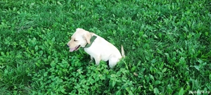 labrador retriever 4 luni mascul  - imagine 2
