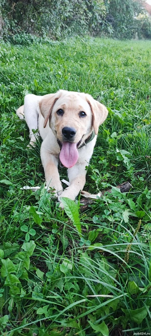 labrador retriever 4 luni mascul