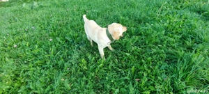 labrador retriever 4 luni mascul  - imagine 3