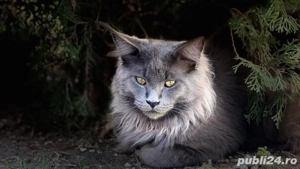 Felisa Maine Coon - pedigree