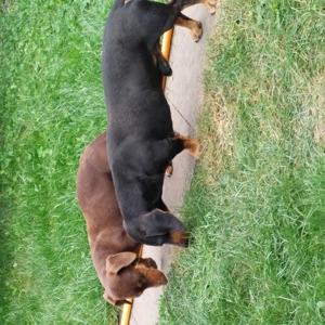 Vand 2 cateluse rasa Teckel - imagine 2