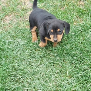 Vand 2 cateluse rasa Teckel - imagine 4