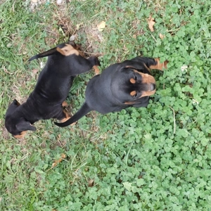 Vand 2 cateluse rasa Teckel - imagine 5