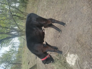 Vând doi vitei. - imagine 2