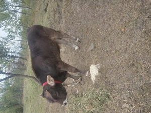 Vând doi vitei. - imagine 4