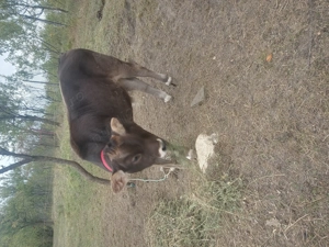 Vând doi vitei. - imagine 3