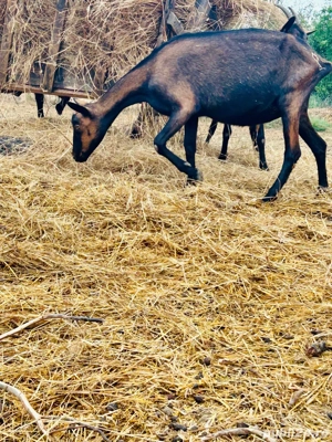 Alpina Franceza Genetica de exceptie