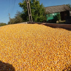 Porumb boabe producție 2025