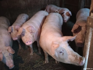 Porcii de vânzare  - imagine 5 Porcii de vânzare  - imagine 5