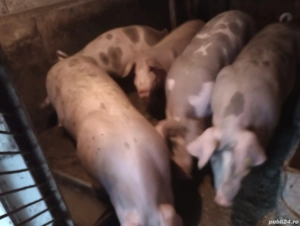 Porcii de vânzare  - imagine 4 Porcii de vânzare  - imagine 4