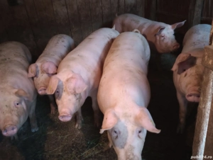 Porcii de vânzare  - imagine 3 Porcii de vânzare  - imagine 3