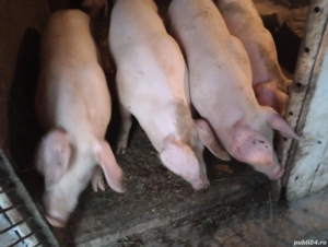 Porcii de vânzare  - imagine 2 Porcii de vânzare  - imagine 2
