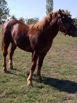 Vând Mânz  - imagine 2