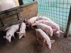 Super oferta porci - imagine 2