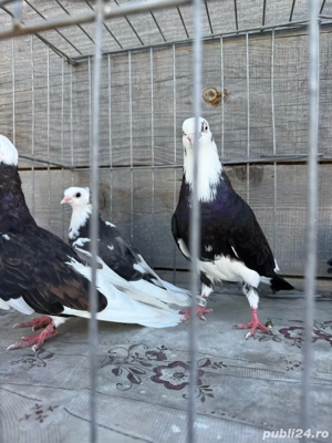 Vand porumbei jucatori - imagine 3 Vand porumbei jucatori - imagine 3