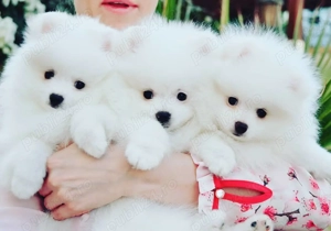 Catelusi Pomeranian Mini super jucausi si frumosi