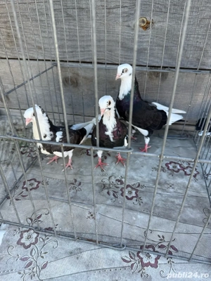 Vand porumbei jucatori - imagine 5 Vand porumbei jucatori - imagine 5