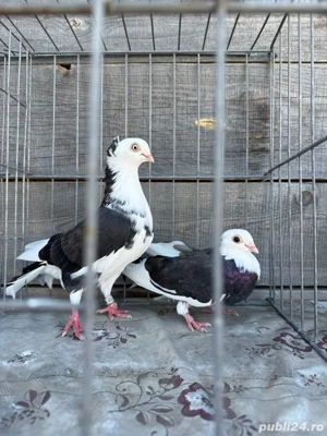 Vand porumbei jucatori - imagine 2 Vand porumbei jucatori - imagine 2