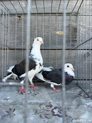 Vand porumbei jucatori - imagine 4 Vand porumbei jucatori - imagine 4