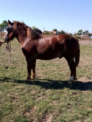 Vând Mânz  - imagine 5