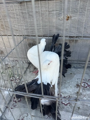 Vand porumbei voltati albi cu coada neagra - imagine 5 Vand porumbei voltati albi cu coada neagra - imagine 5