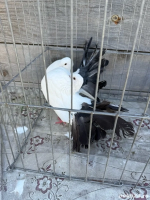 Vand porumbei voltati albi cu coada neagra - imagine 2 Vand porumbei voltati albi cu coada neagra - imagine 2