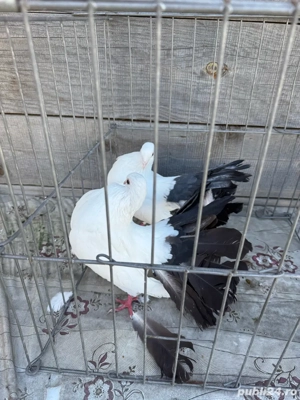 Vand porumbei voltati albi cu coada neagra
