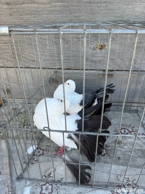 Vand porumbei voltati albi cu coada neagra - imagine 3 Vand porumbei voltati albi cu coada neagra - imagine 3