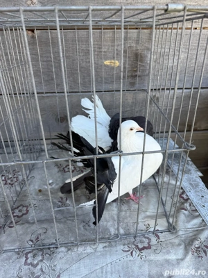 Vand porumbei voltati albi cu coada neagra - imagine 4 Vand porumbei voltati albi cu coada neagra - imagine 4