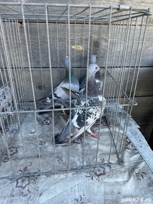 Vand porumbei voiajori - imagine 3 Vand porumbei voiajori - imagine 3