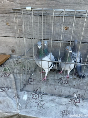 Vand porumbei voiajori - imagine 2 Vand porumbei voiajori - imagine 2