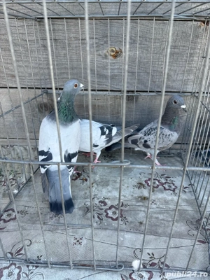 Vand porumbei voiajori - imagine 5 Vand porumbei voiajori - imagine 5