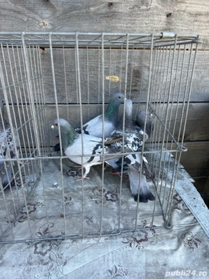 Vand porumbei voiajori - imagine 4 Vand porumbei voiajori - imagine 4