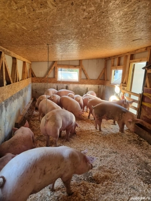 porci de vanzare  - imagine 2