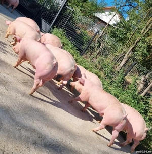 porci de vanzare  - imagine 5