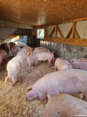 porci de vanzare  - imagine 3