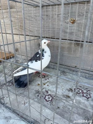 Donez unui copil 3 porumbei - imagine 2 Donez unui copil 3 porumbei - imagine 2