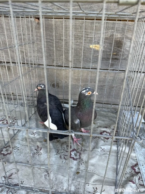 Donez unui copil 3 porumbei - imagine 4 Donez unui copil 3 porumbei - imagine 4