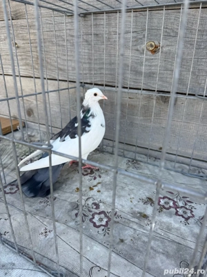 Donez unui copil 3 porumbei - imagine 3 Donez unui copil 3 porumbei - imagine 3