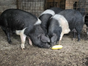 porcii de vânzare tileagd 