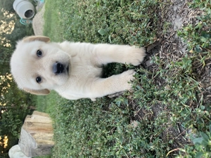 Vând labrador masculi foarte drăguți și iubitori  - imagine 2