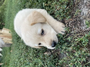 Vând labrador masculi foarte drăguți și iubitori