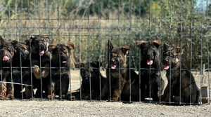 Vand caini ciobanesc german 