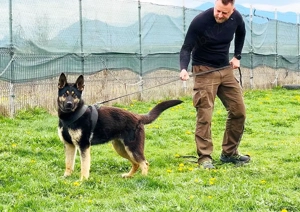 Vand caini ciobanesc german  - imagine 2