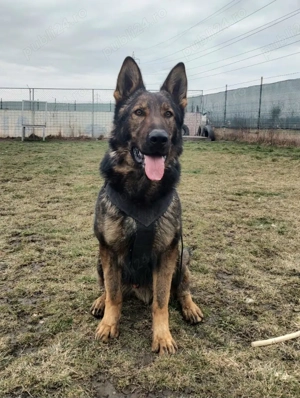 Vand caini ciobanesc german  - imagine 3