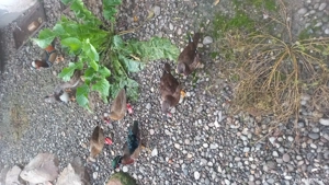 rate exotice - imagine 2