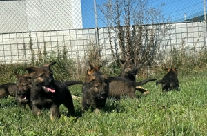 Vand caini ciobanesc german  - imagine 4